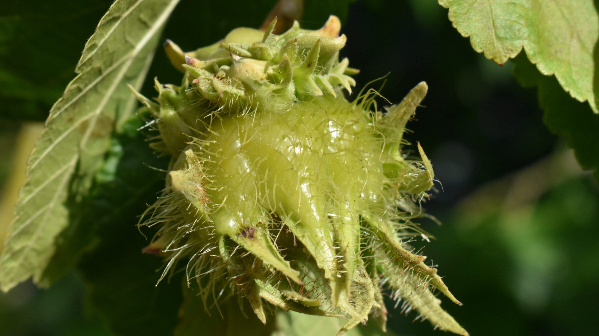 Corylus colurna