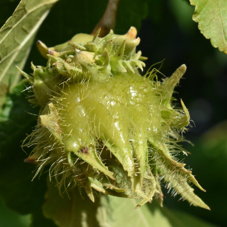Corylus colurna (fruit)