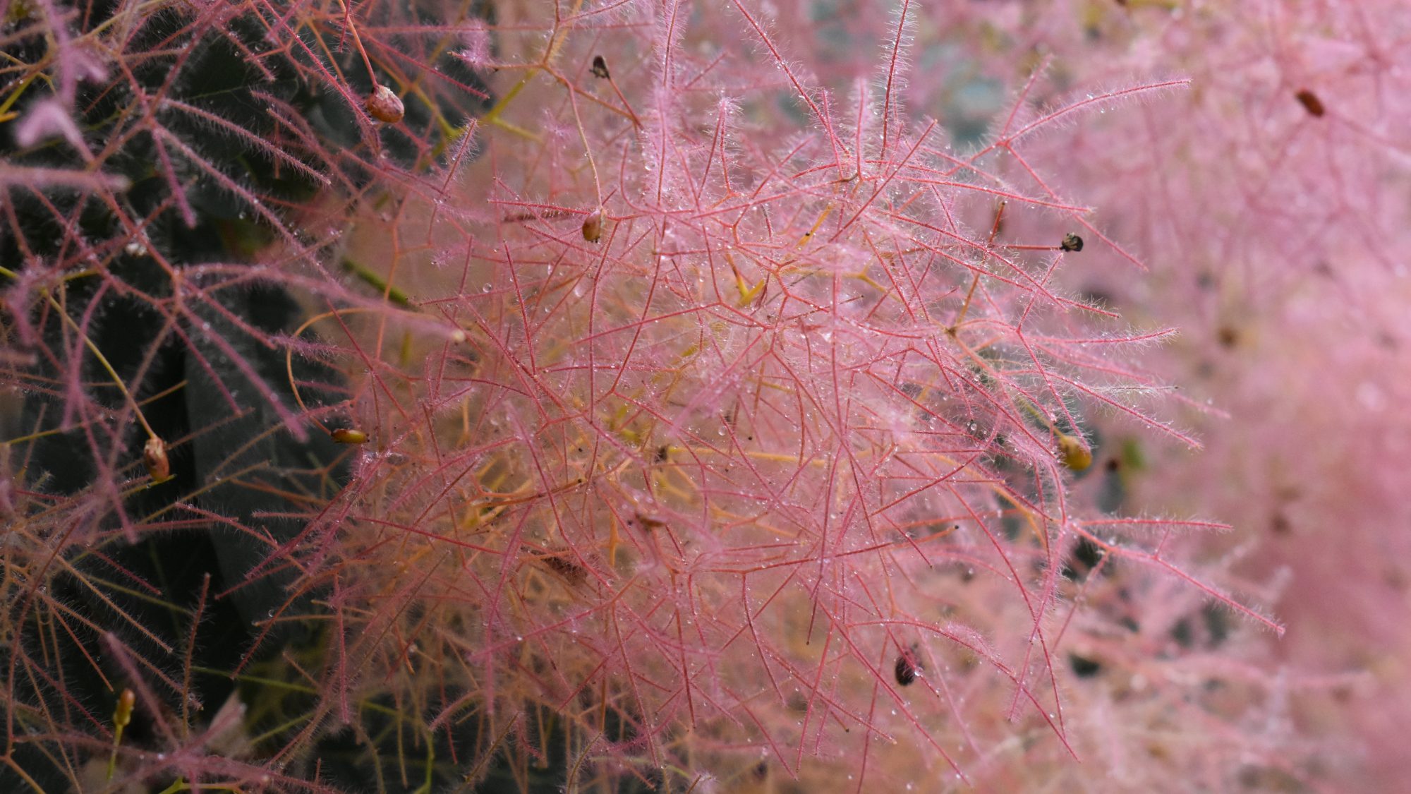Cotinus obovatus