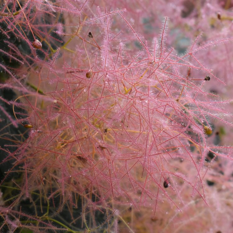 Cotinus obovatus