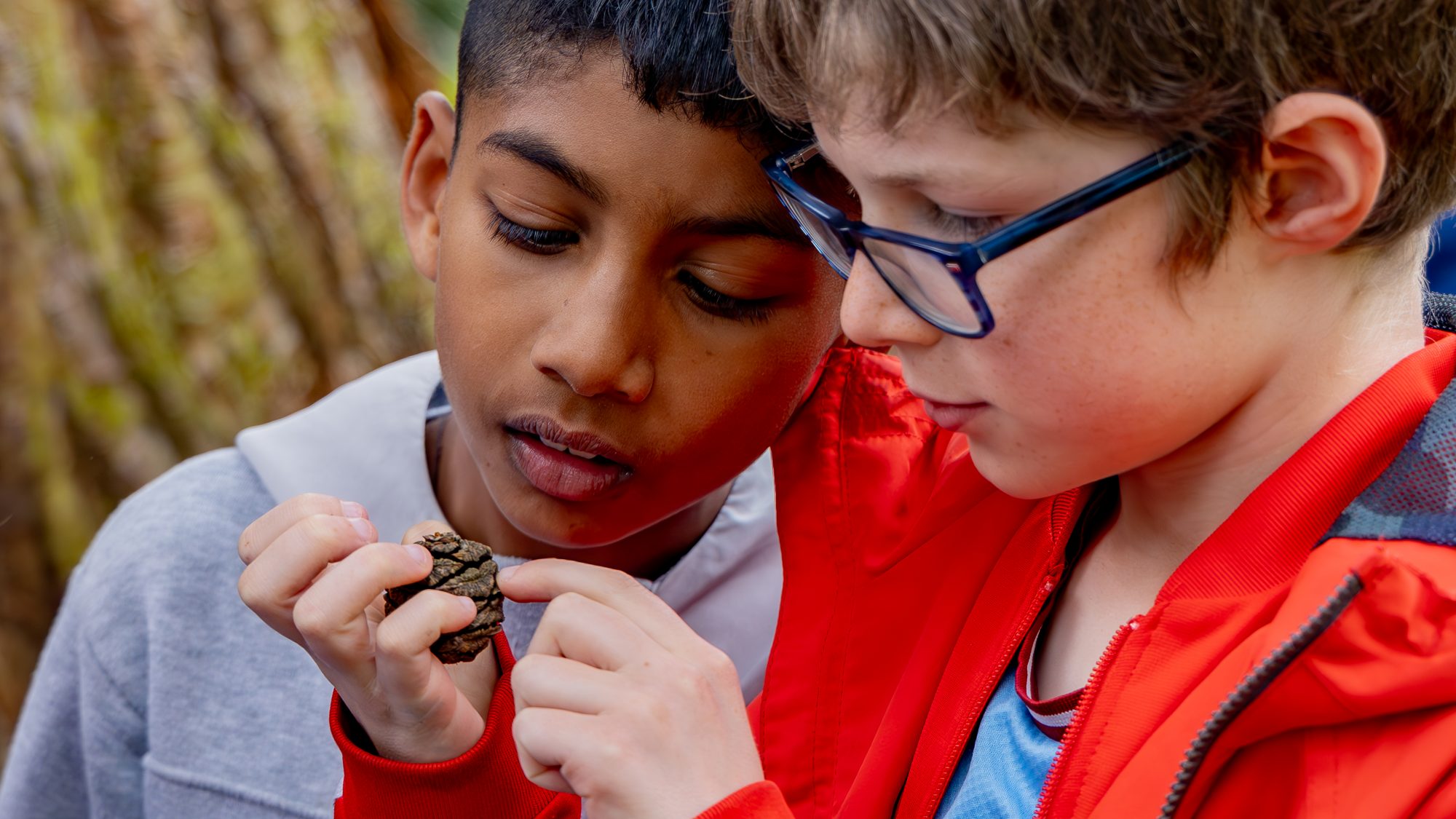 Children investigate a Giant redwood cone
