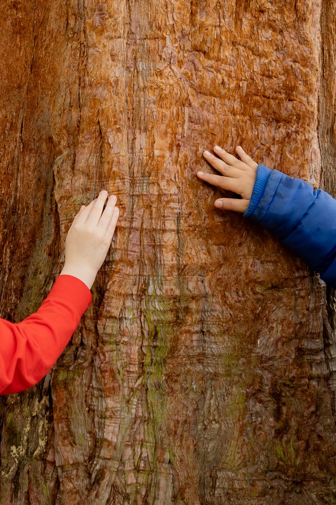 Children's hands resting on Giant redwood