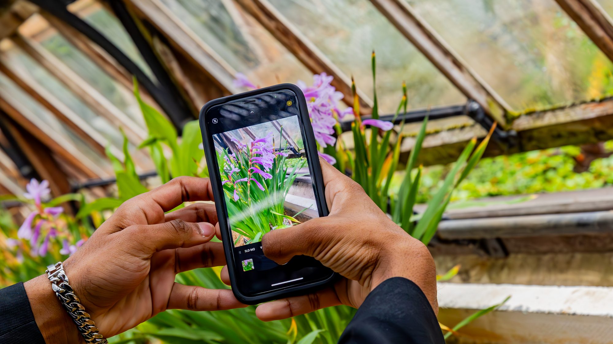 Student holds a mobile phone to take a photo of a pink flower in the Glasshouses
