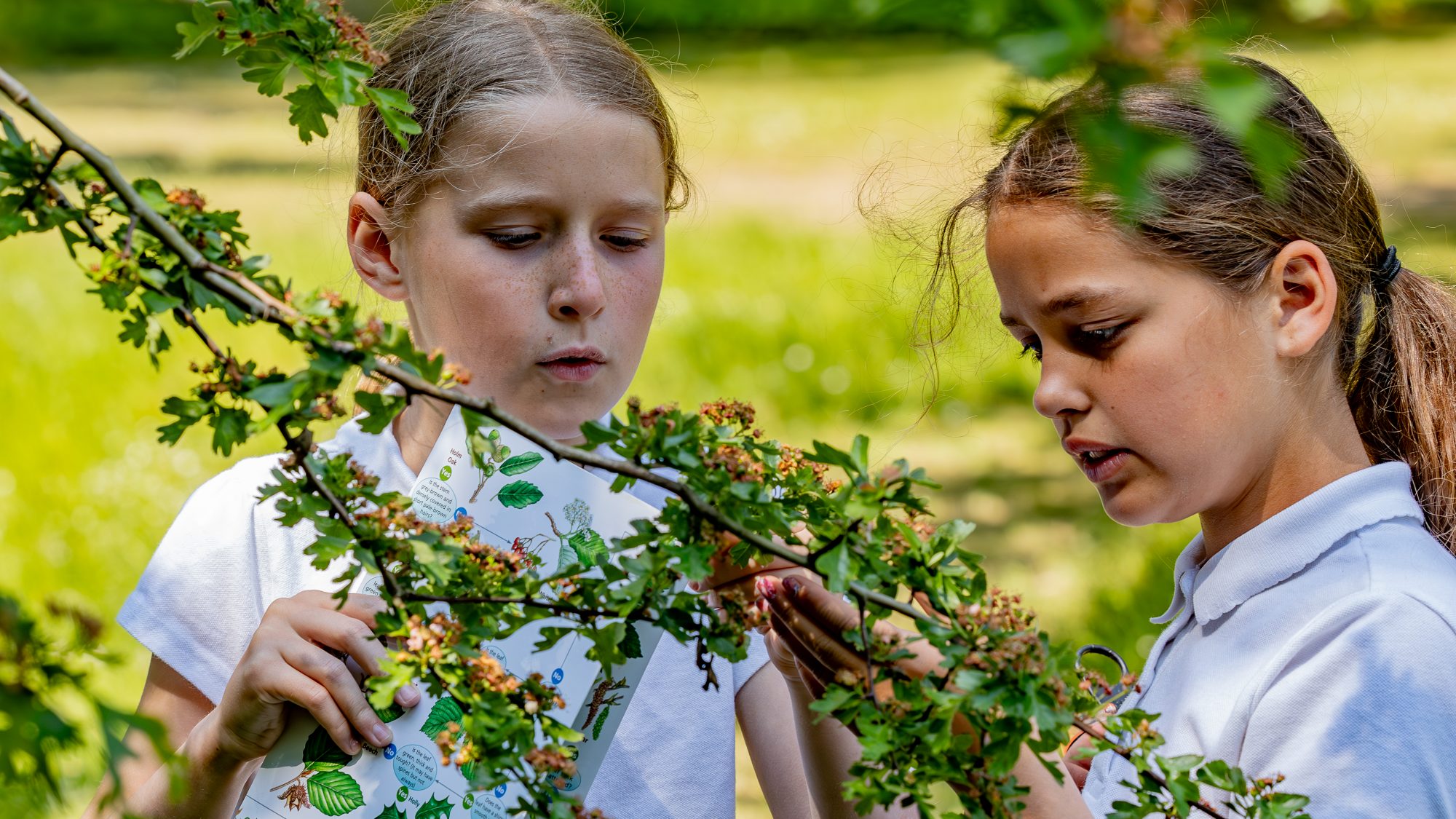 Children using a key to identify Hawthorn