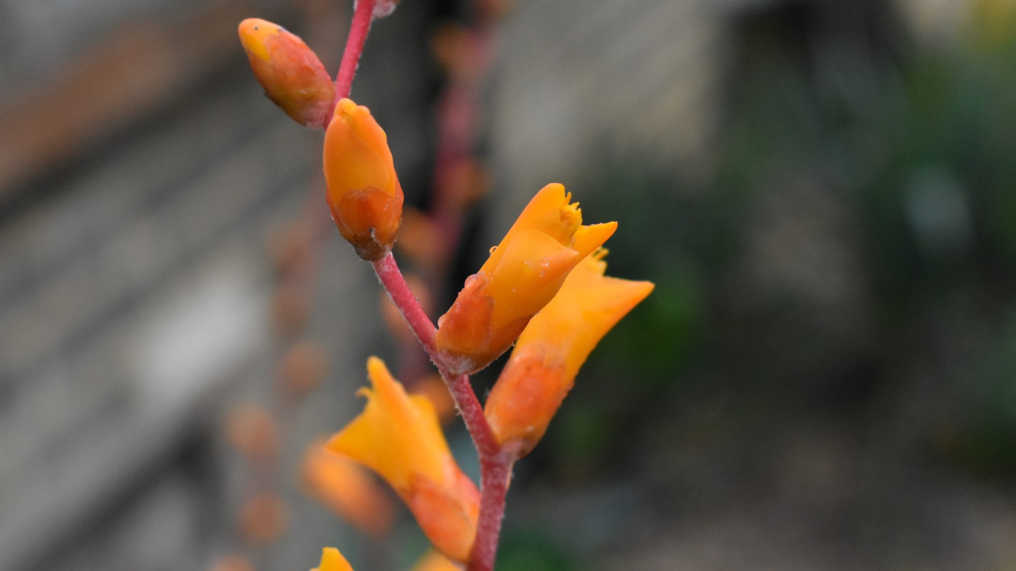 Tubular orange flowers on red stem.