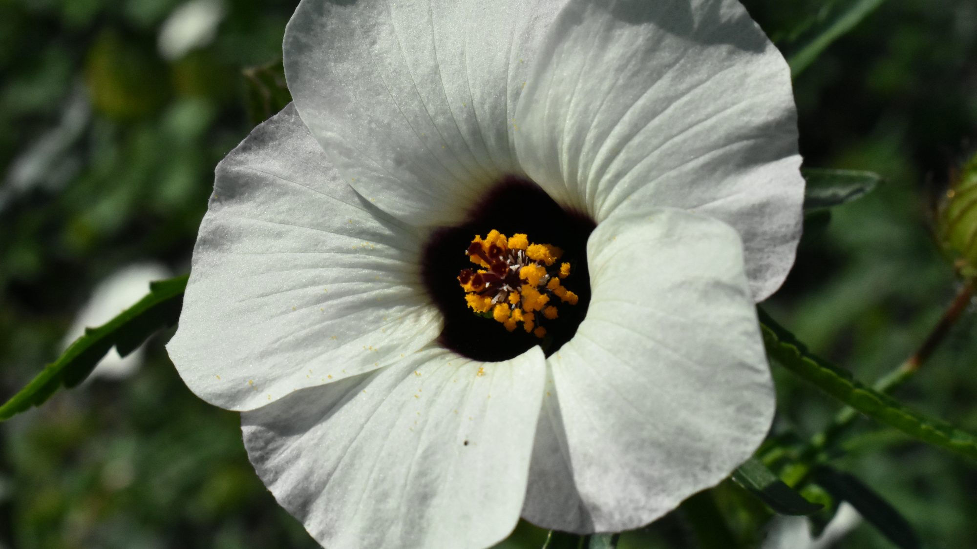 Hibiscus trionum