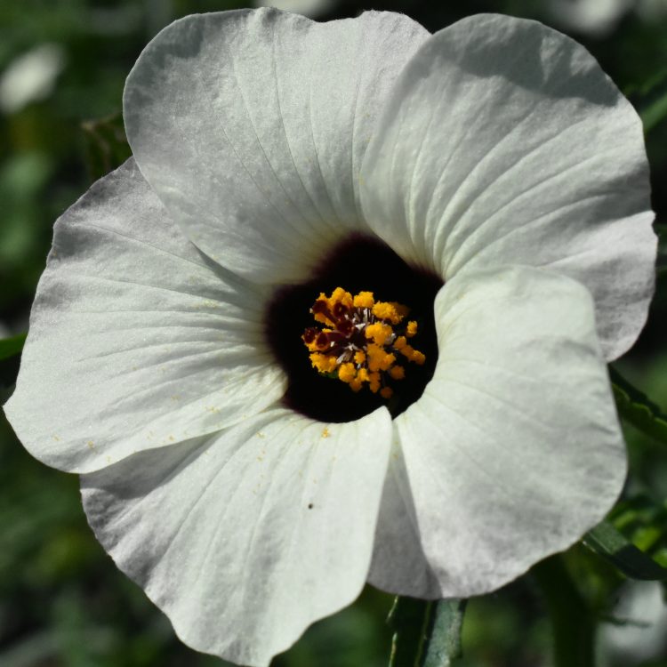 Hibiscus trionum