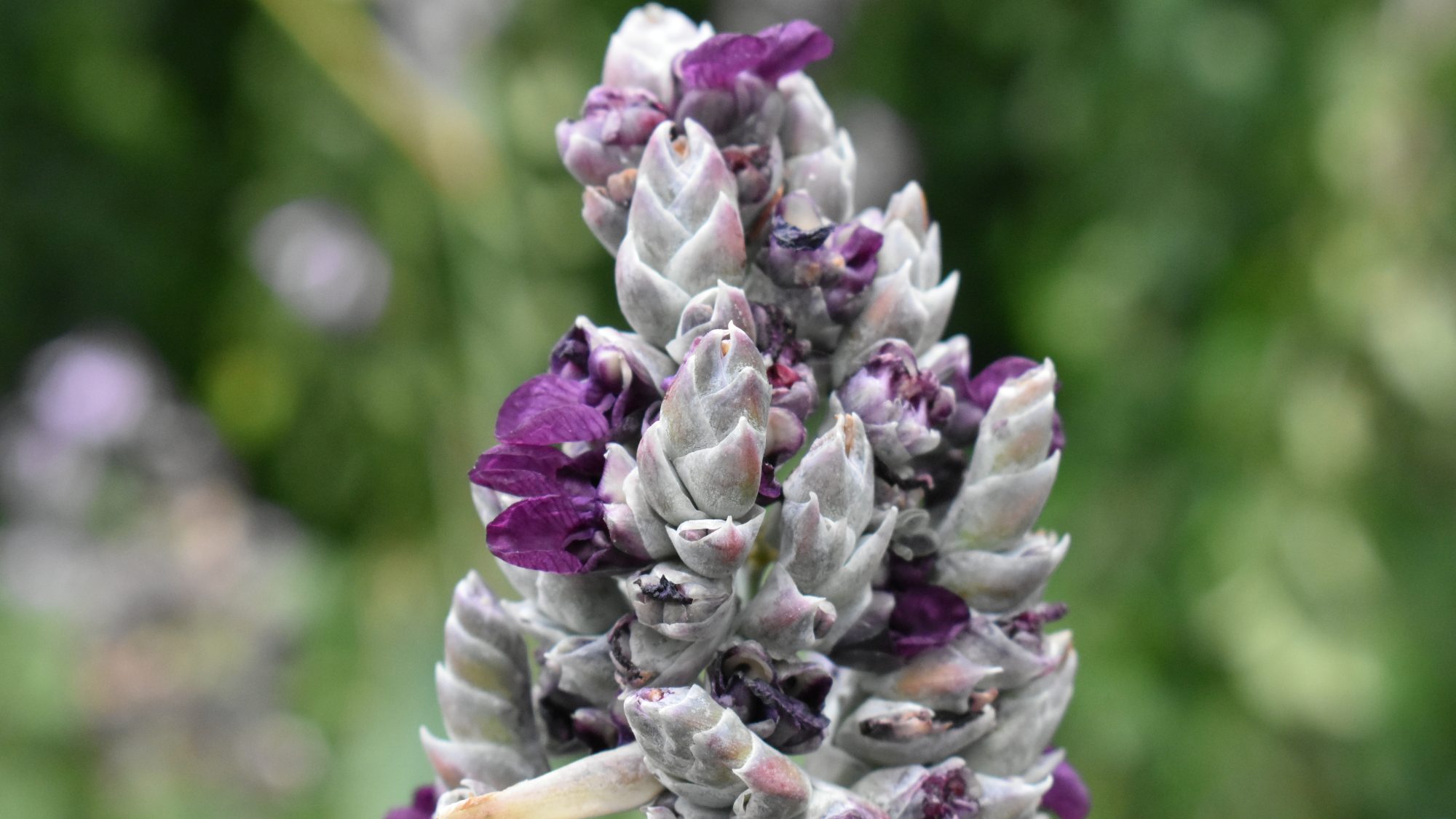 Flower spike covered in a white bloom with purple flowers.