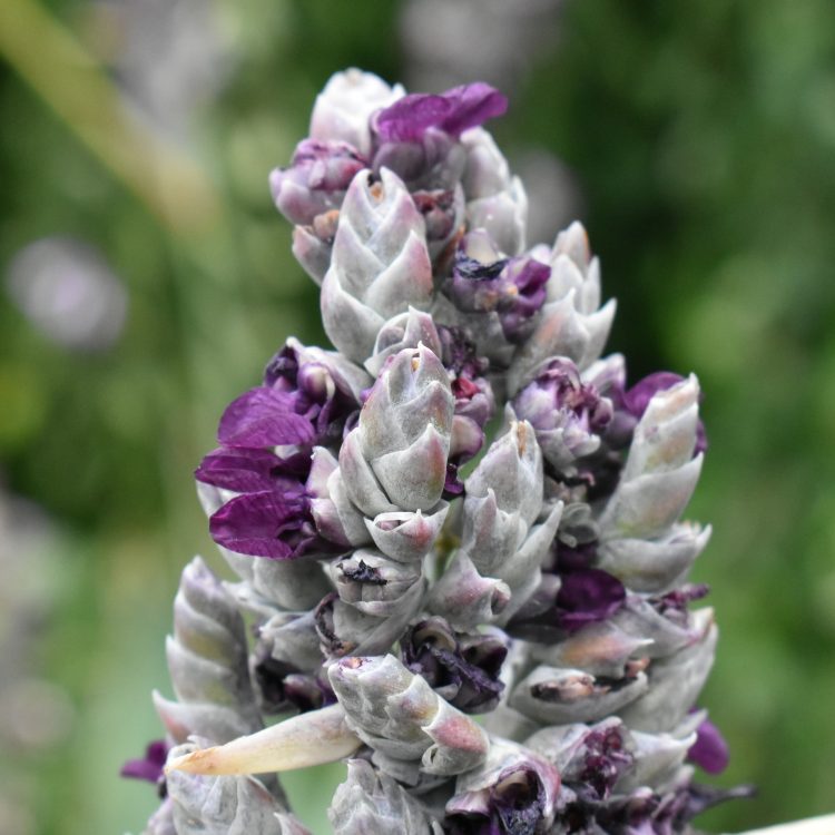 Thalia dealbata