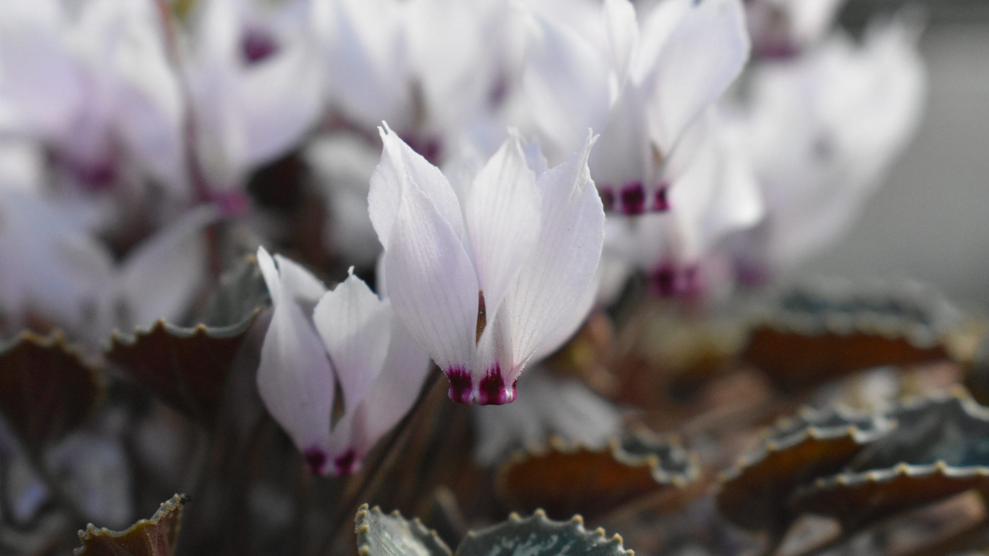 Cyclamen mirabile