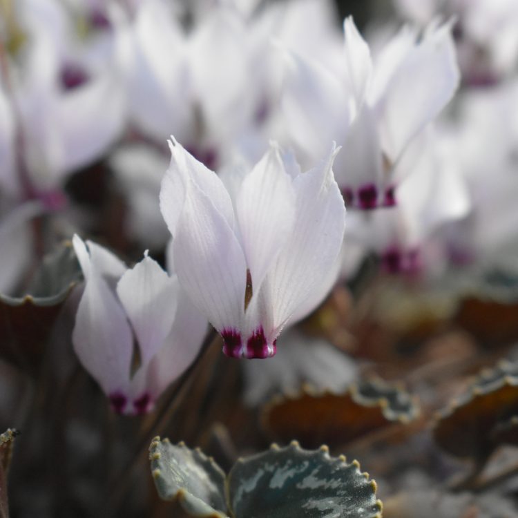 Cyclamen mirabile