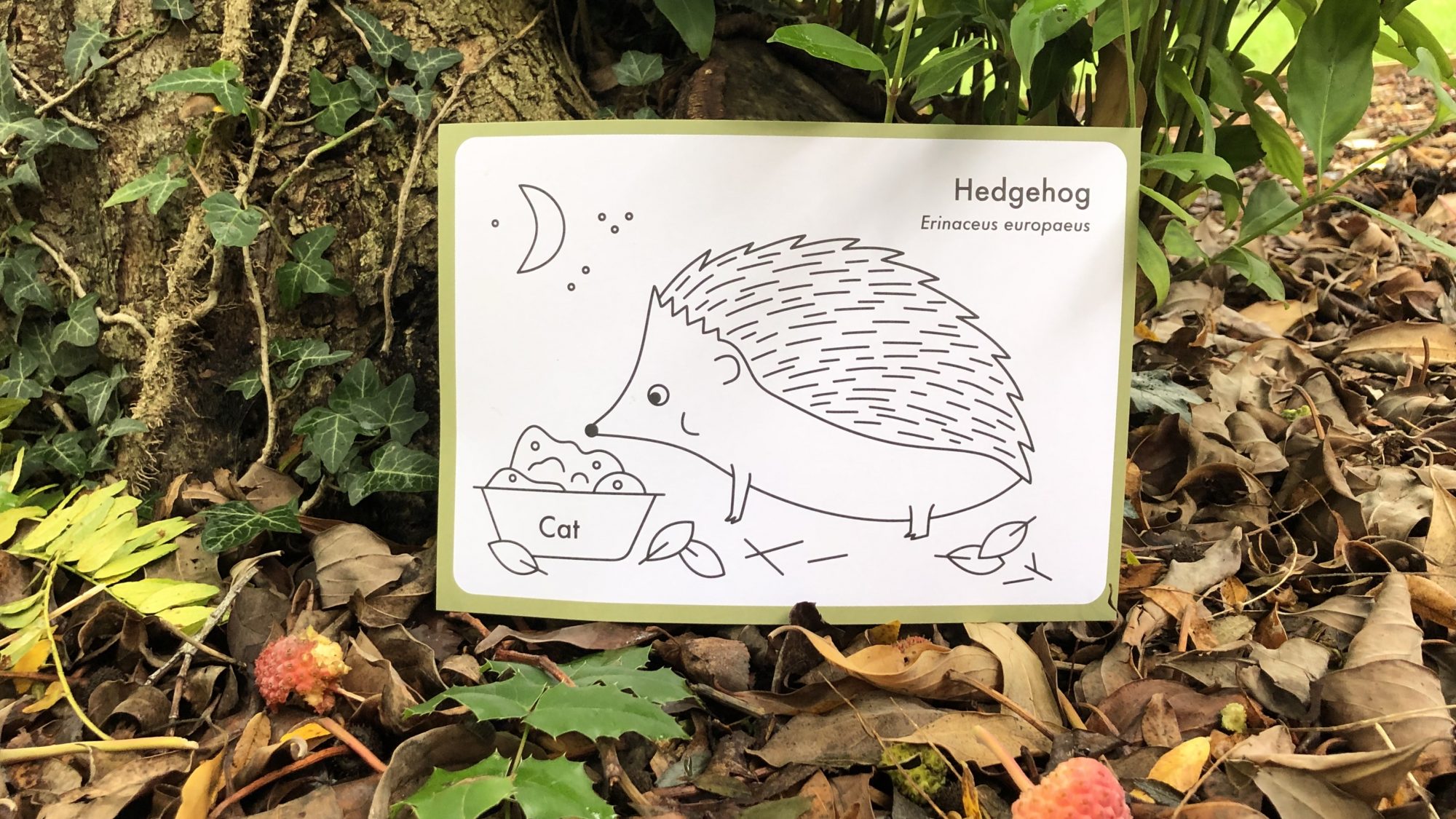 A line drawing of a hedgehog amongst fallen leaves.