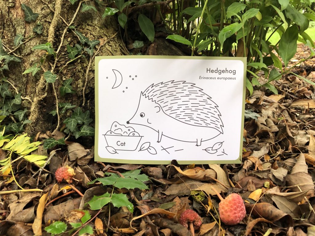 A line drawing of a hedgehog is nestled among fallen leaves