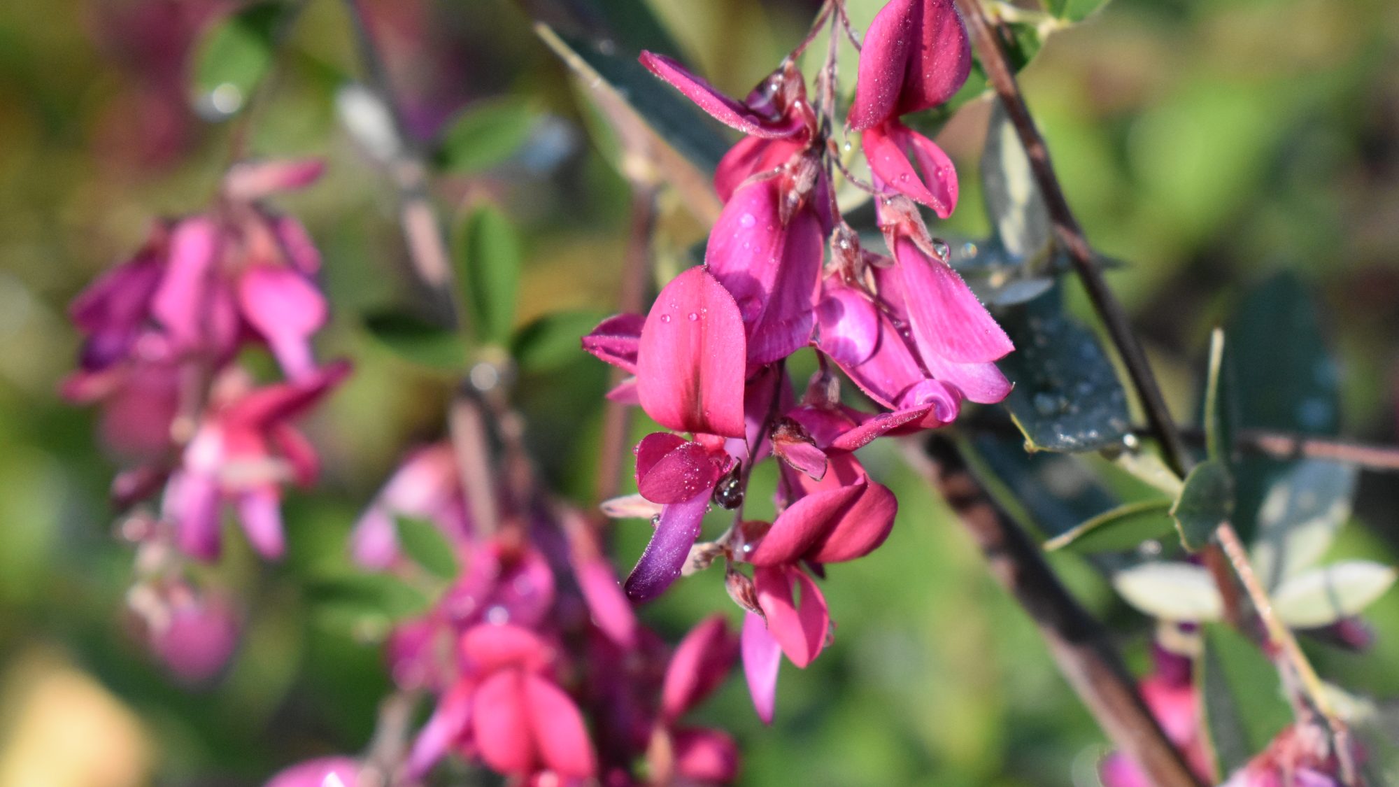 Lespedeza thunbergii