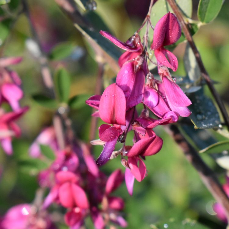Lespedeza thunbergii