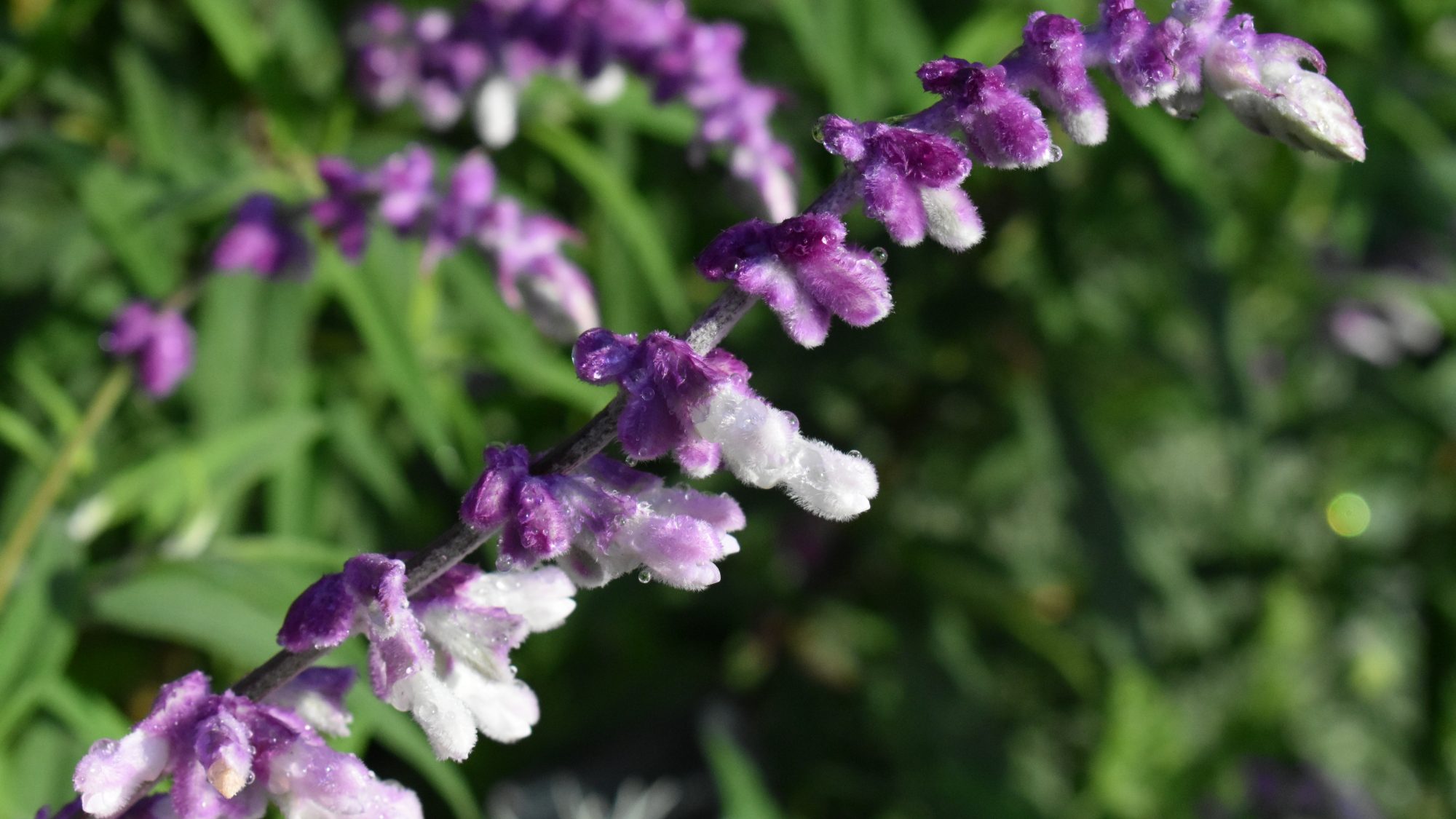 Salvia leucantha