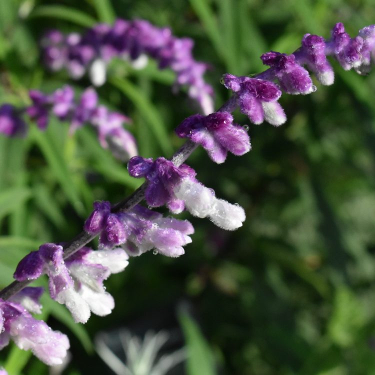Salvia leucantha