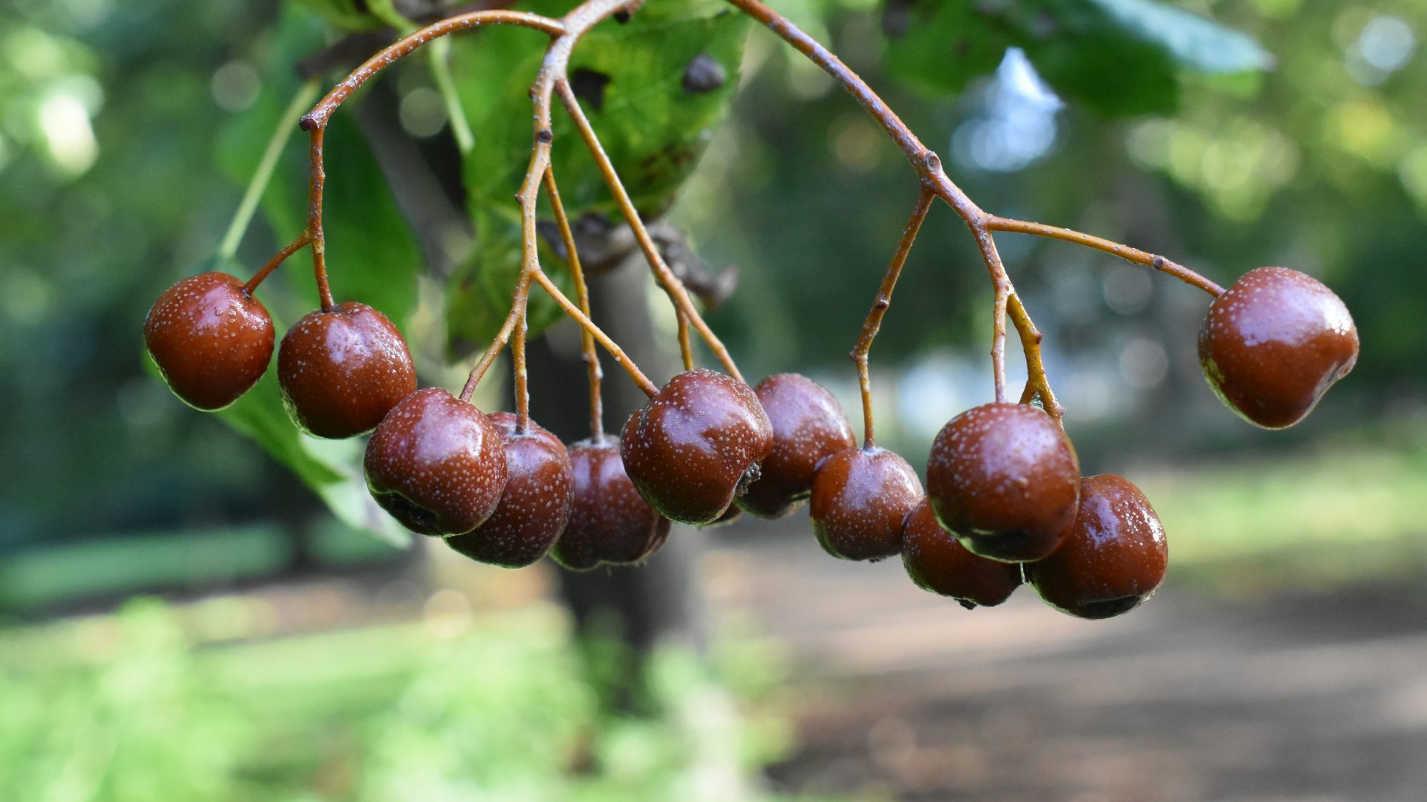 Sorbus torminalis