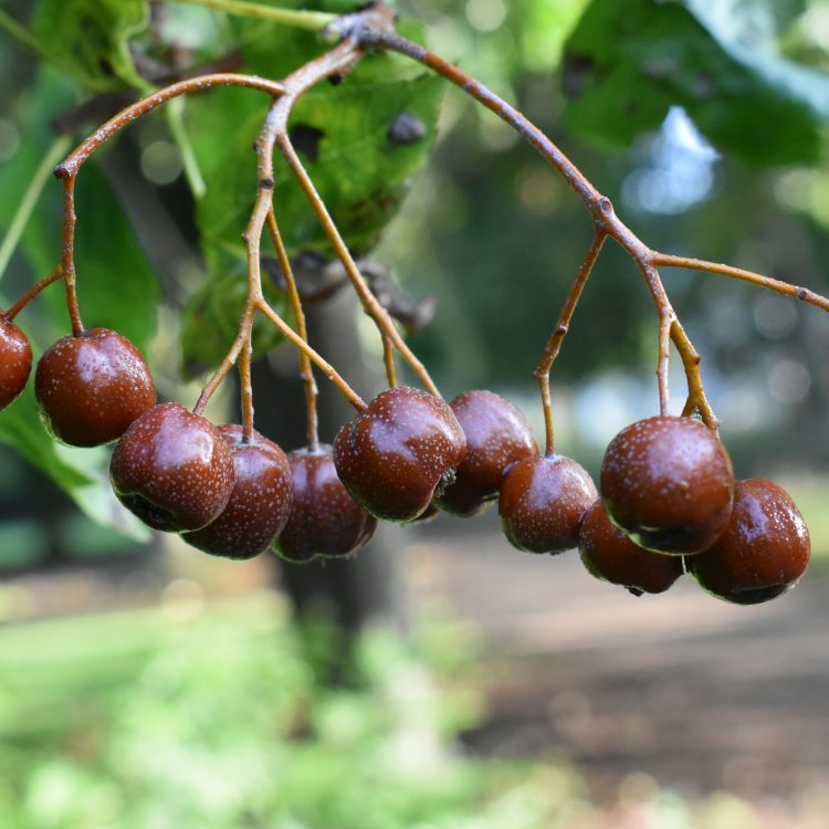 Sorbus torminalis