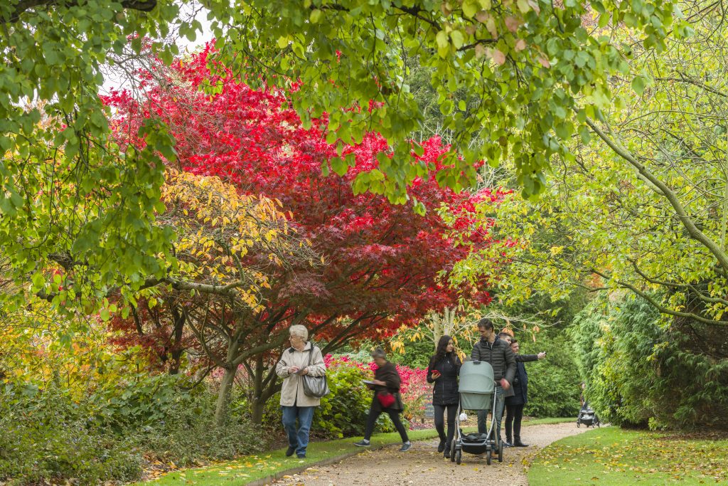 A young couple and some other figures behind walk amongst autumnal trees.