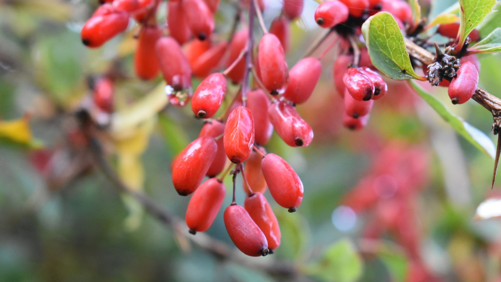 Berberis vulgaris