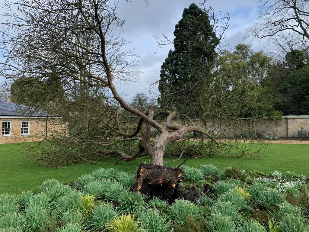 Fallen apple tree lying on lawn 