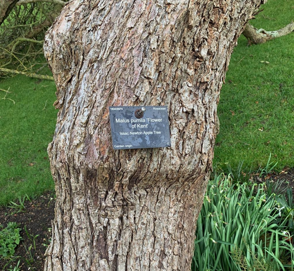 Botanic Garden's label on the bark of Newton's Apple Tree