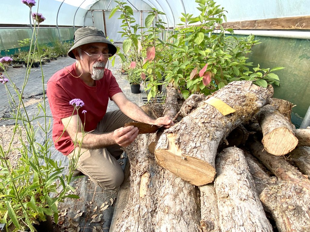 Nabil Ali crouching by a heap of Newton's Apple Tree logs lying in a cold frame