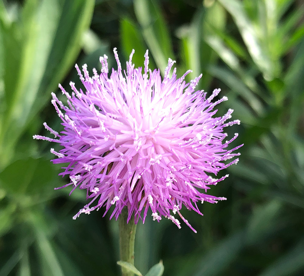 A purple flower with white powder on the edges of the petals.