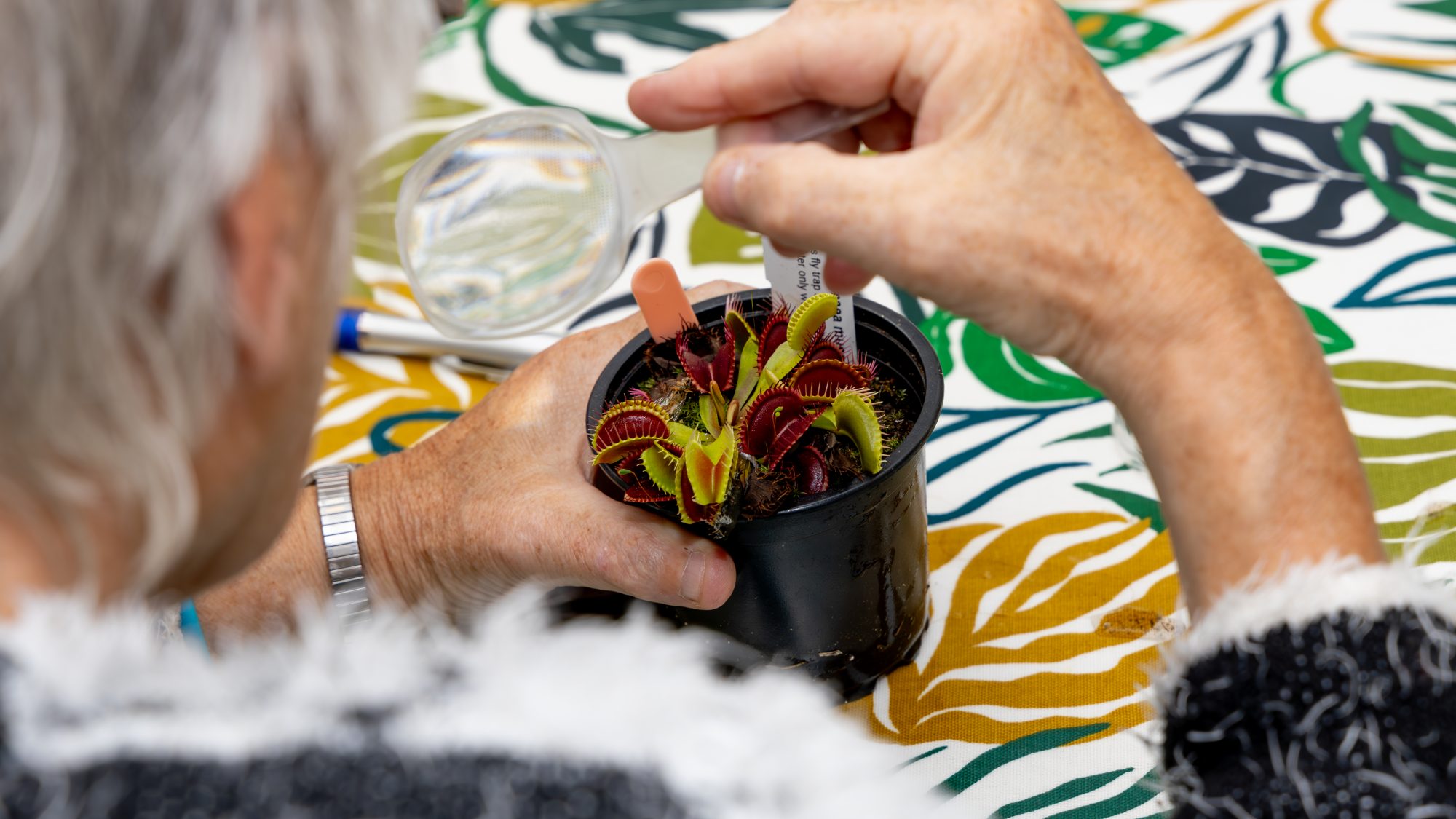 A close up of a venus fly trap being studied under a magnifying glass