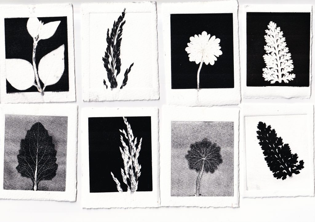 a selection of monoprinted leaves and grasses