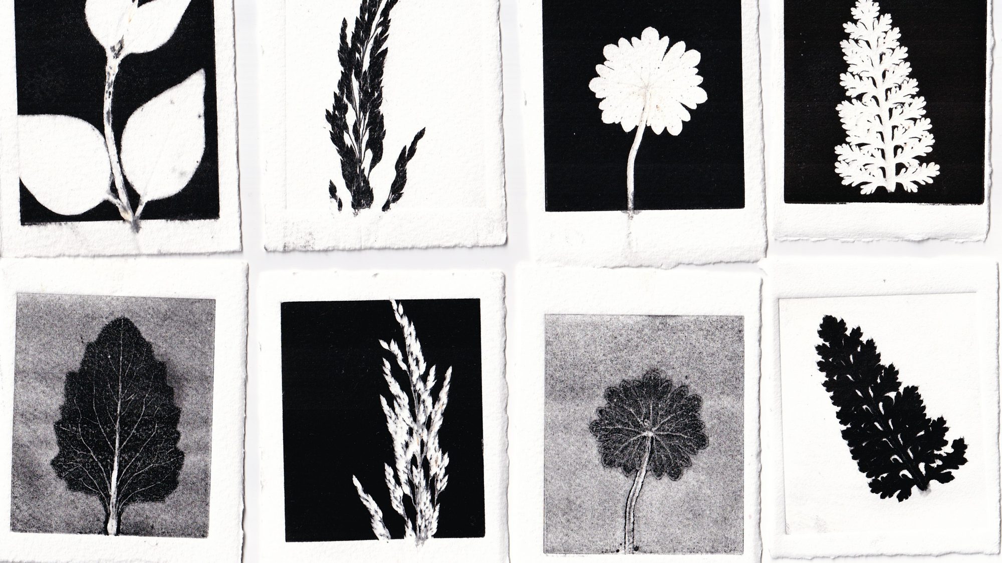 a selection of monoprinted leaves and grasses