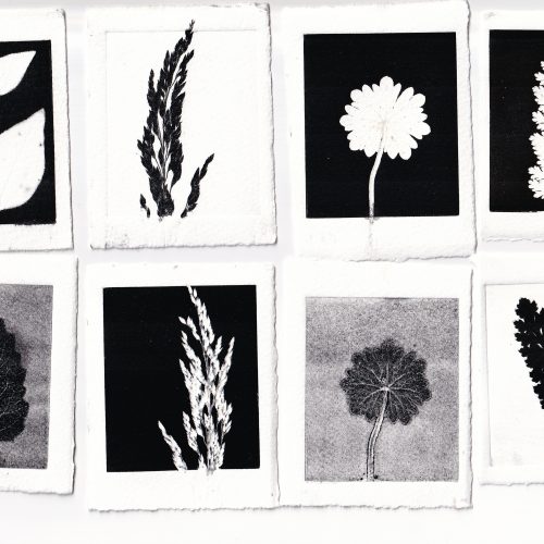 FULLY BOOKED Botanical mini monoprints