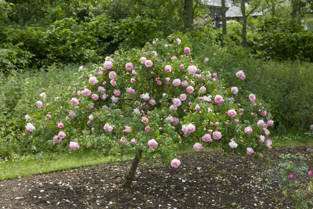 Rosa 'Fritz Nobis' shrub rose trained as a standard