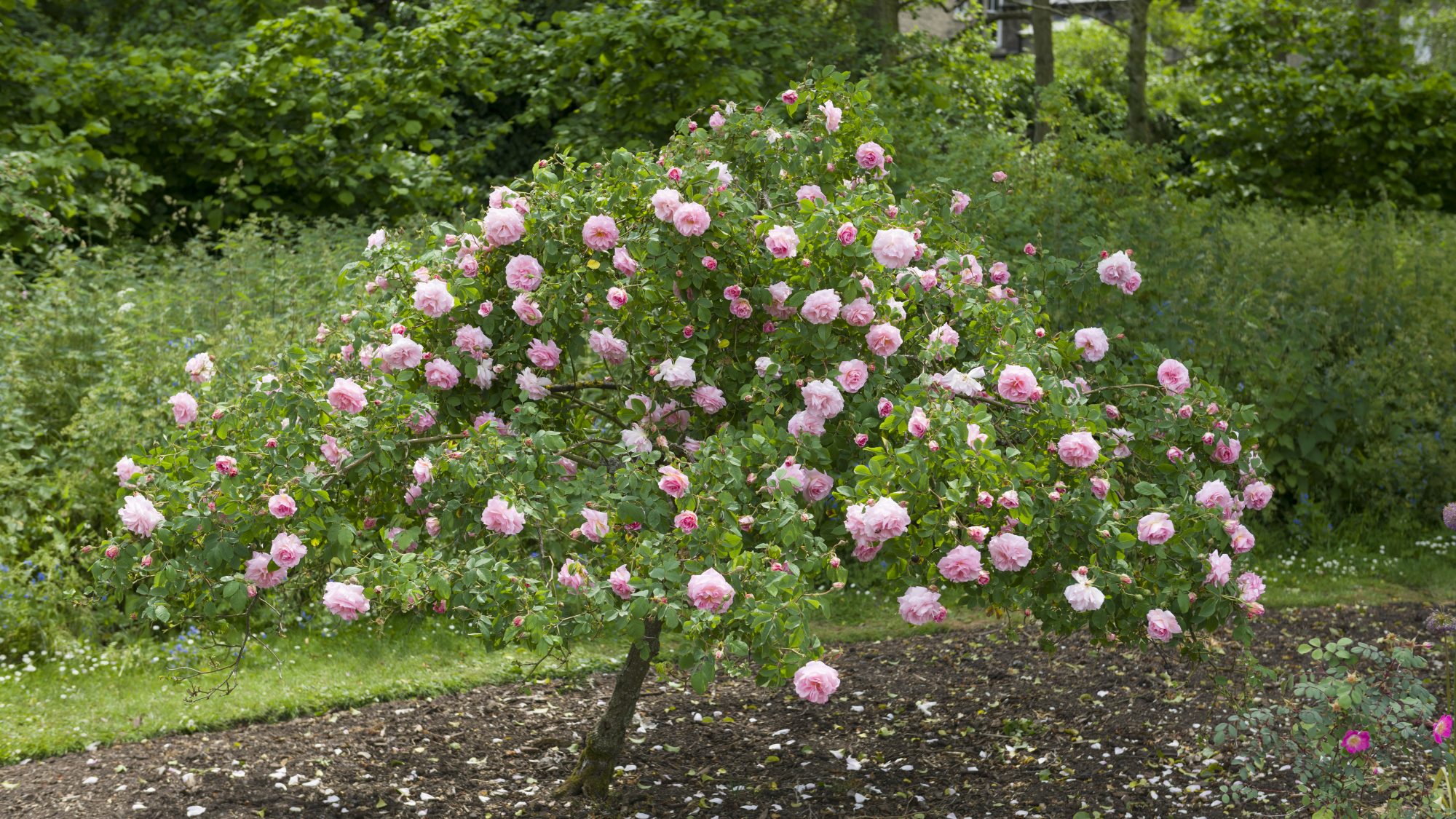 Rosa 'Fritz Nobis' shrub rose trained as a standard