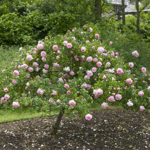 FULLY BOOKED Getting the best from your roses