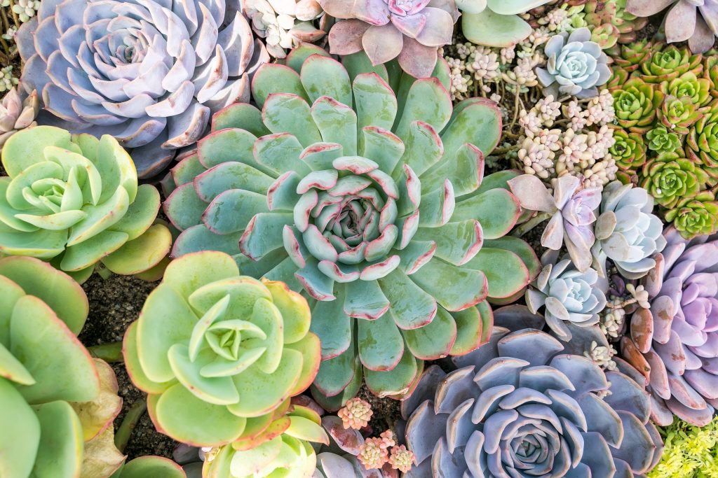 a close up photograph of a selection of succulent plants in various shades