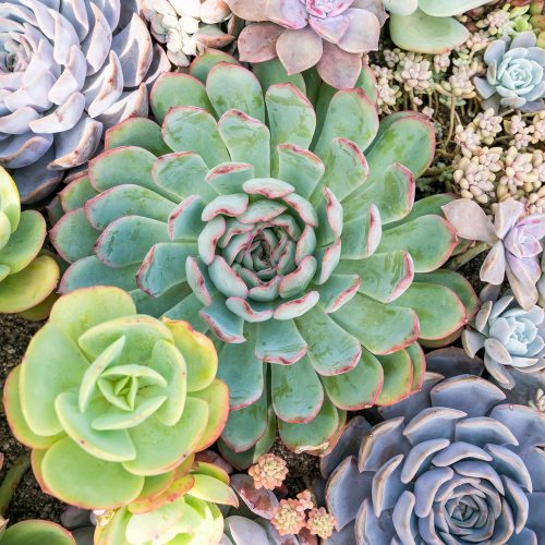 FULLY BOOKED Growing succulents: Theory and practice