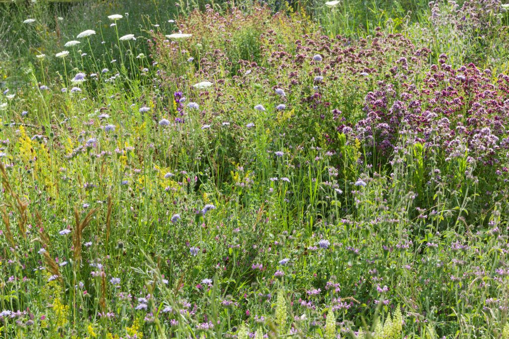 a photograph of chalk downland flowers in a summer meadow