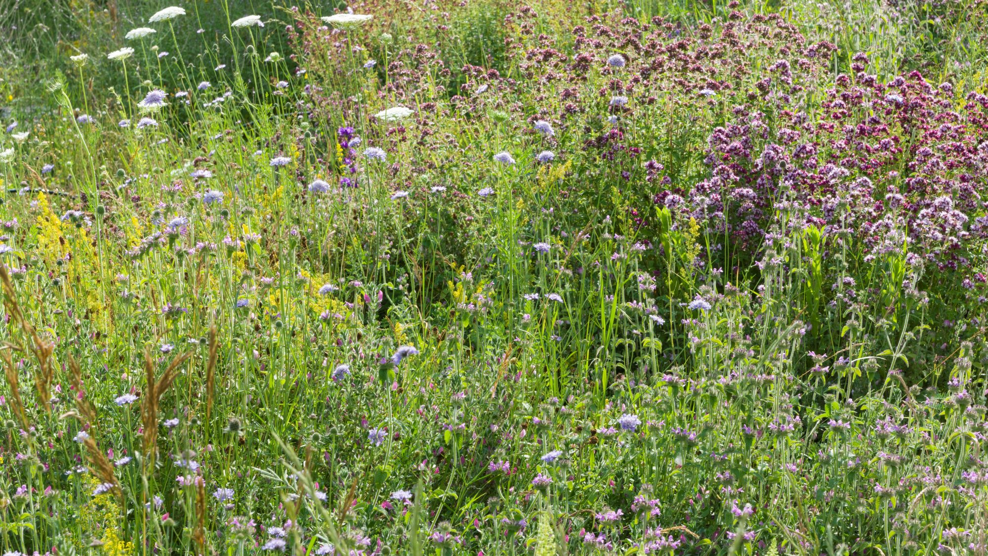 a photograph of chalk downland flowers in a summer meadow