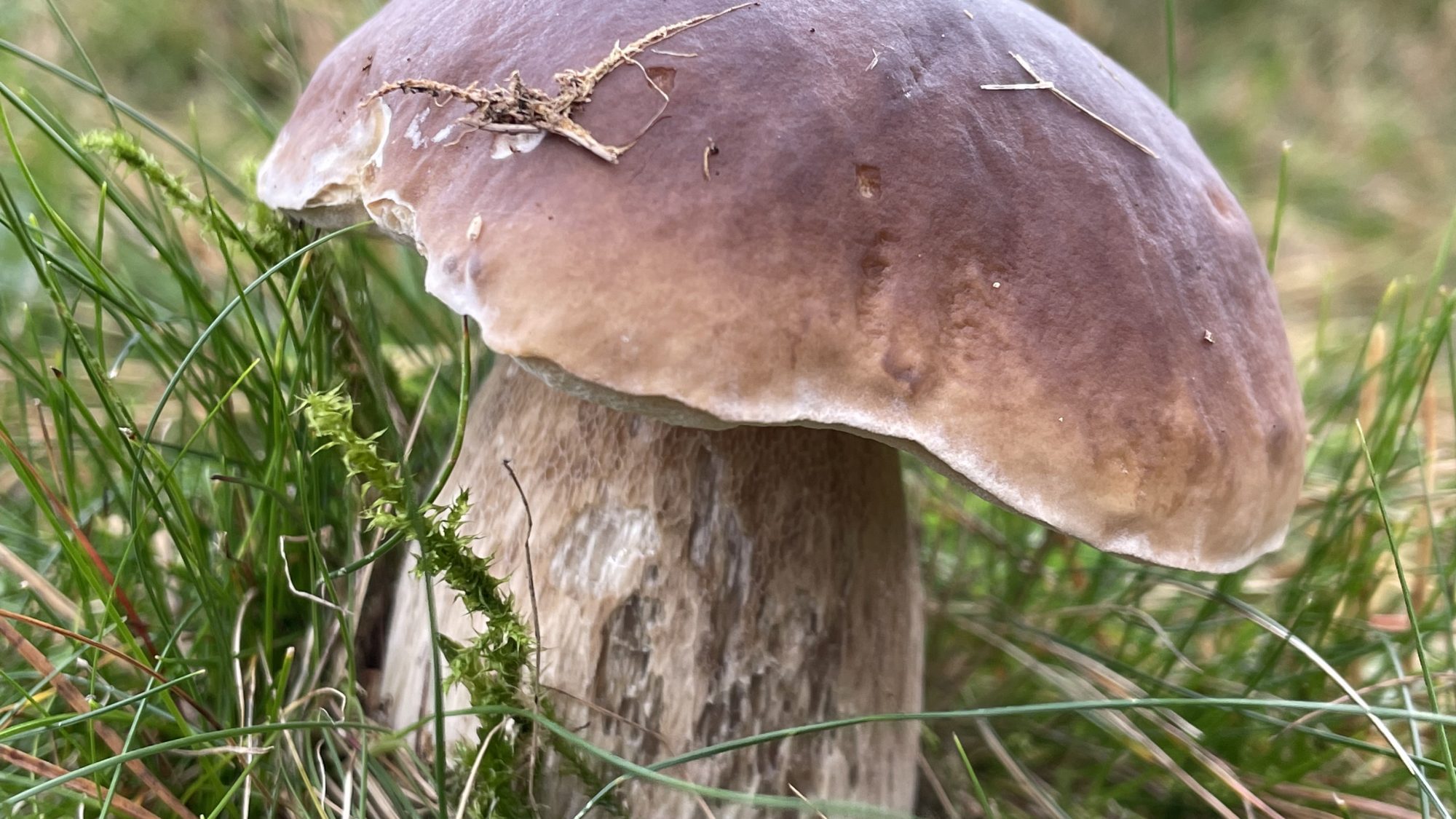 a photograph of a Boletus edulis fungus growing in grass and moss