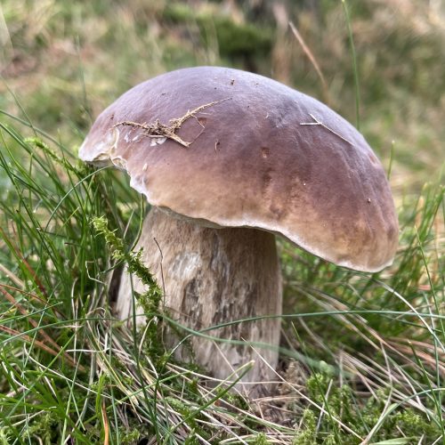 Introduction to mycology