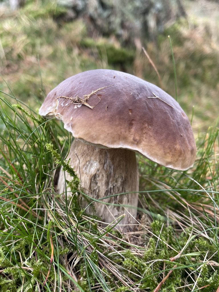 a photograph of a Boletus edulis fungus growing in grass and moss