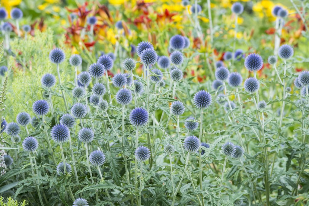 a bed of Echinops ritro in full bloom