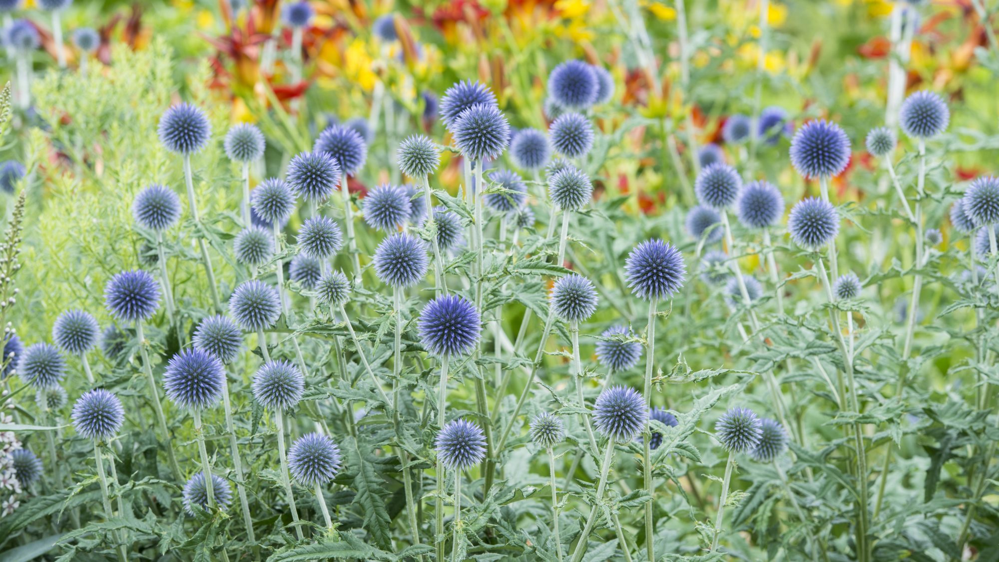 a bed of Echinops ritro in full bloom