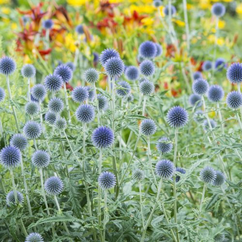 FULLY BOOKED Introduction to garden design