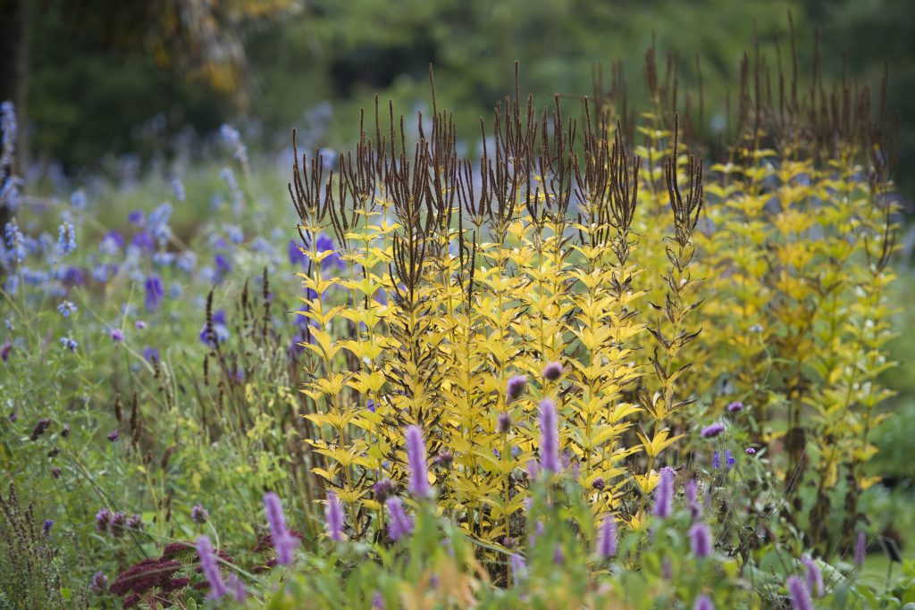 Photograph of Veronicastrum seed heads in the Bee Borders
