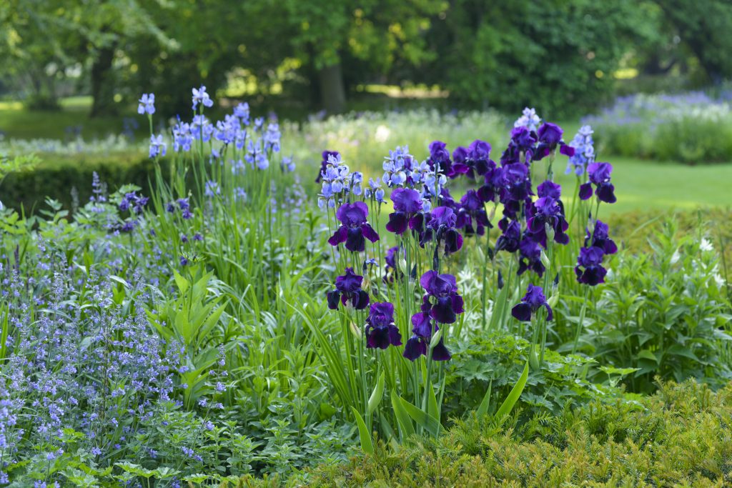a photograph of a herbaceous border containing Iris and Nepeta with yew hedging and broad leaved trees in the background