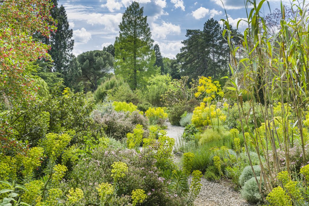 vibrant green shrubs of different shapes lean over a winding path 