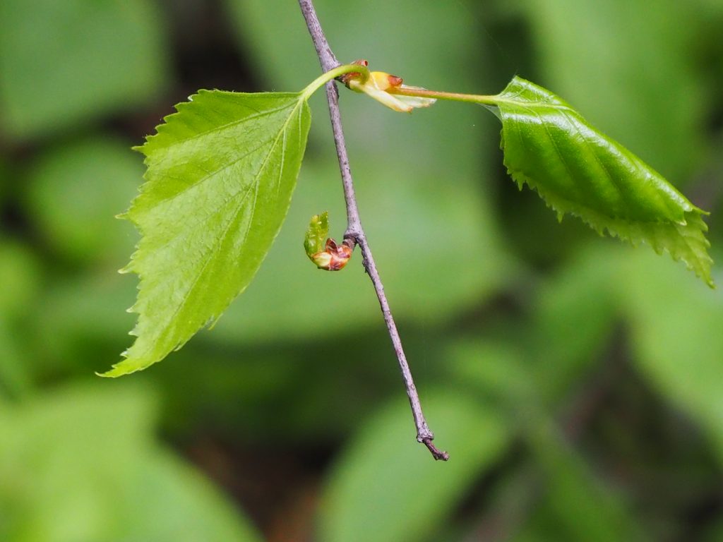  a close up photograph of a birch twig with unfurling leaves